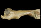 Pleistocene Aged Fossil Bison Humerus Bone - Kansas #150449-1